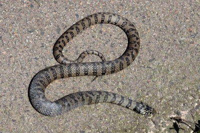 Serpent-Couleuvre-Corse-050.jpg