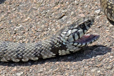 Serpent-Couleuvre.jpg