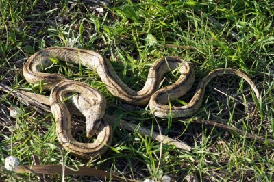 Serpent-1567.jpg
