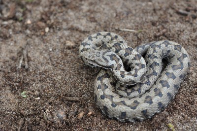 Vipera aspis 2 120513 5+++.JPG