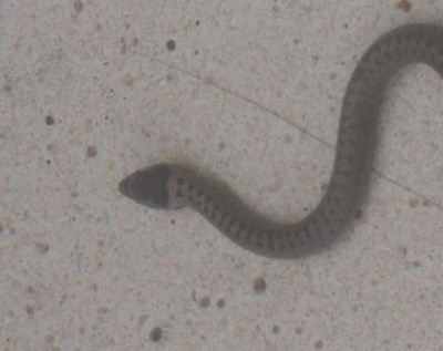 serpent.JPG