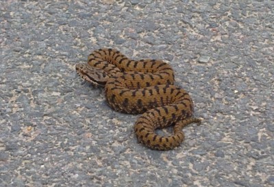 serpent.jpg