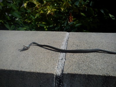 Reptile1 (1) (800x600).jpg