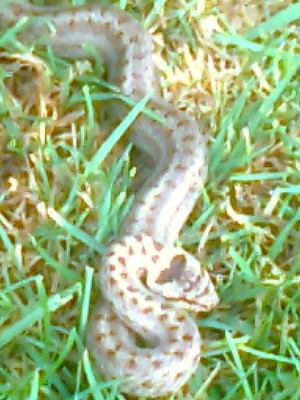 photo0117_001.jpg