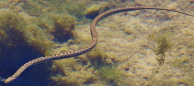 snake.jpg