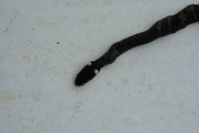SERPENT 2.jpg