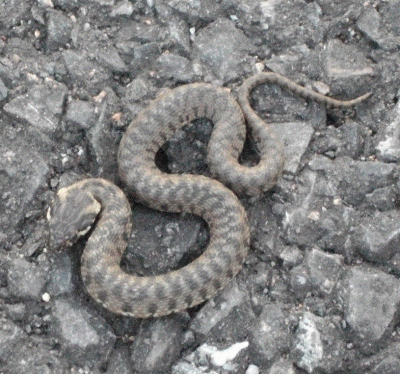 SERPENT.gif