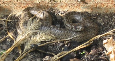 bébé serpent.jpg