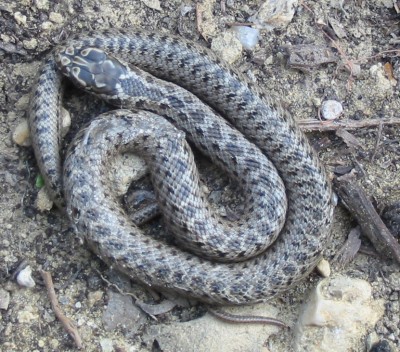 bébé serpent 1.jpg