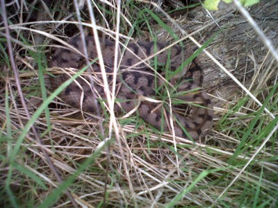 Photo serpent2.jpg