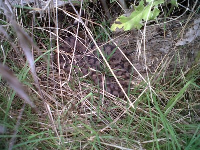 Photo serpent1.jpg