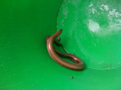 SERPENT INCONNU.jpg