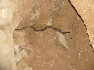 P 059.jpg