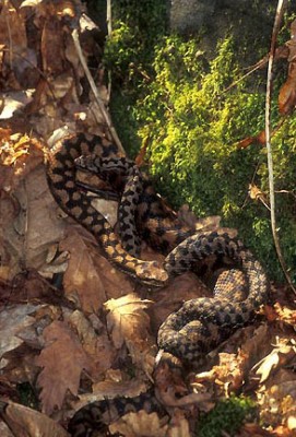 Vipera aspis.jpg