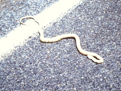 snake.JPG