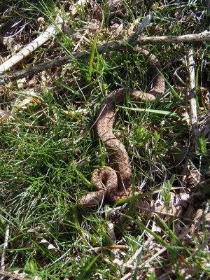 Vipera seoanei.jpg