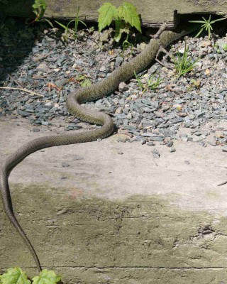 serpent canisy.jpg