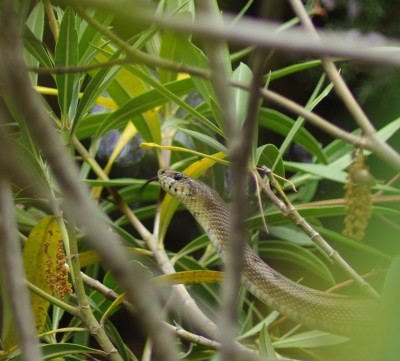 serpent mai 2014 - Copie.jpg