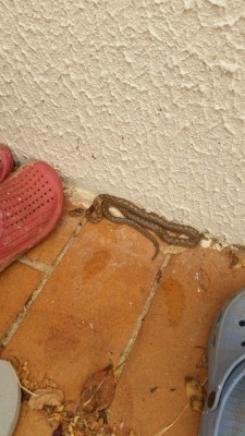 Serpent_veranda_(vue de haut).jpg