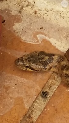 Serpent_veranda_(zoom sur la tete).jpg