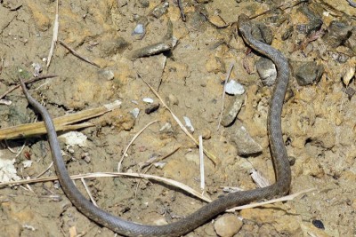 Reptile-Couleuvre-St-Pee-04107-(2).jpg