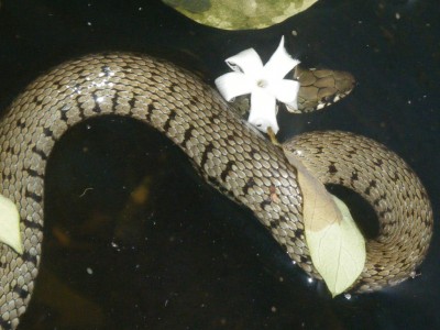 serpent 1 web.jpg