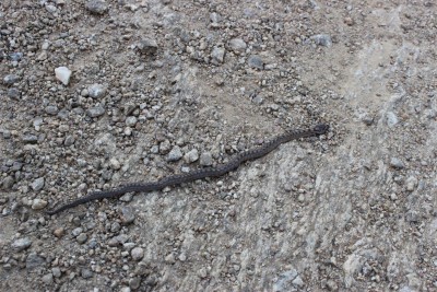 serpent lavandou.JPG