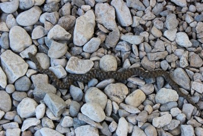 serpent Aix les bains (1).JPG