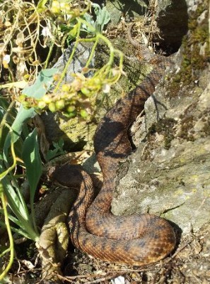serpent.jpg