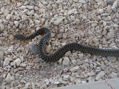 serpent.jpg