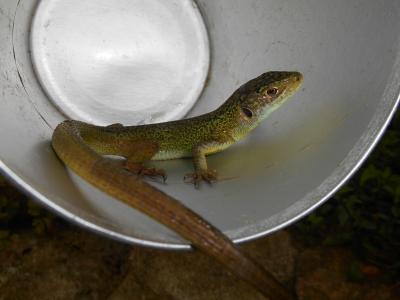 Gros lézard.jpg