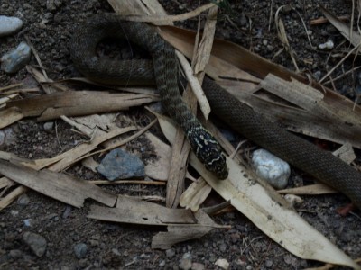 Serpent 1.jpg
