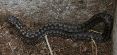 serpent_oleron_201408.png