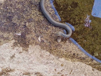 serpent .jpg