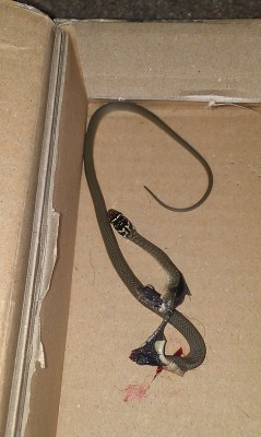 IMAG7784 serpent.jpg