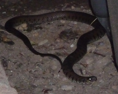 serpent2.jpg