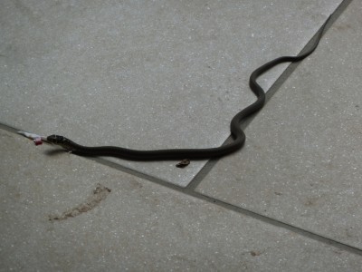serpent.jpg