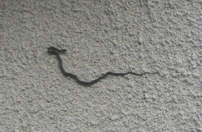 serpent.jpg