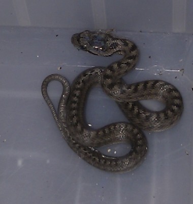 serpent 2.jpg