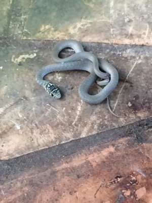 serpent.jpg