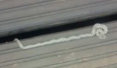 snake2.jpg