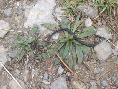 Petit serpent 004.jpg
