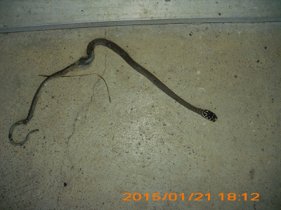 serpent2.gif