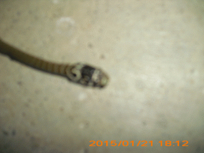 serpent3.gif