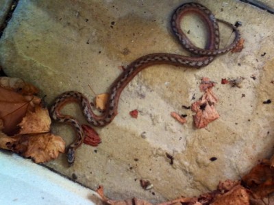serpent piscine.JPG
