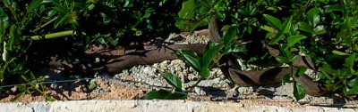 DSC_0295.JPG