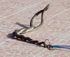 SERPENTS0009.jpg