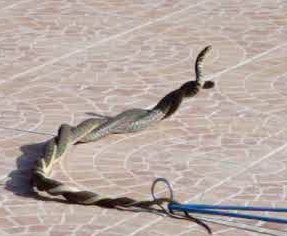 SERPENTS0007.jpg