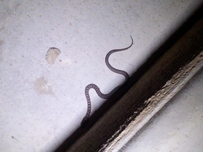 serpent dans le jardin.jpg