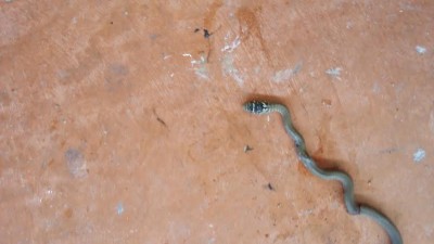 serpent.jpg